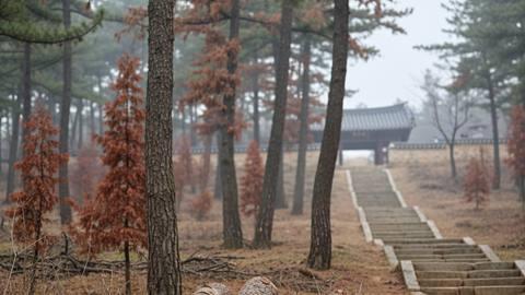 공주시, 소나무재선충병 방제 부실 의혹…확산 우려
